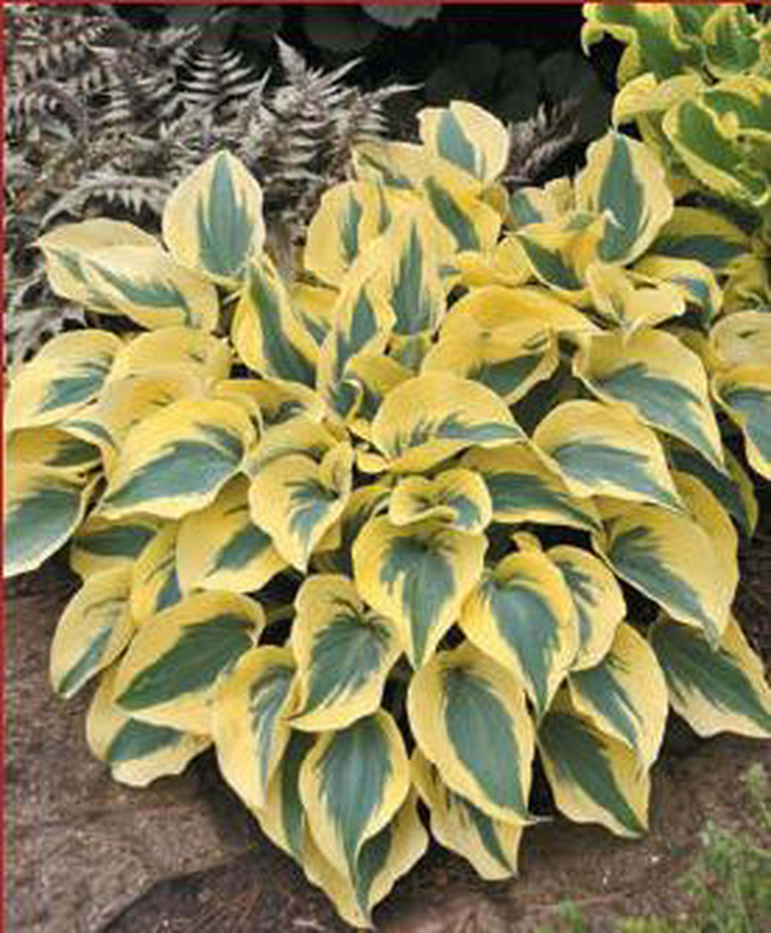 Image of the product
