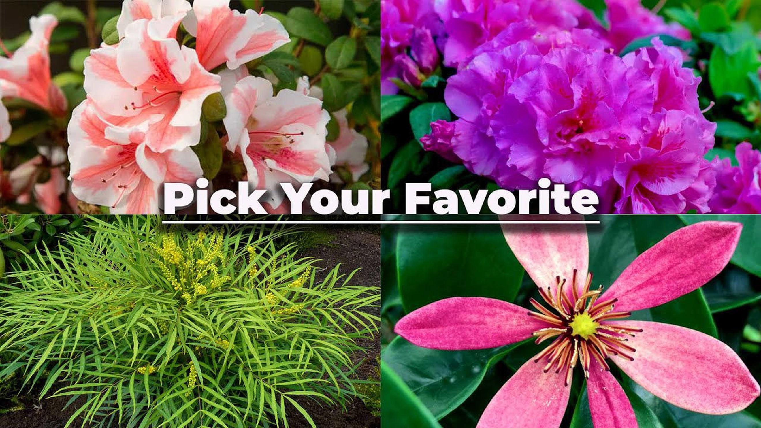 Build Your Plant Order