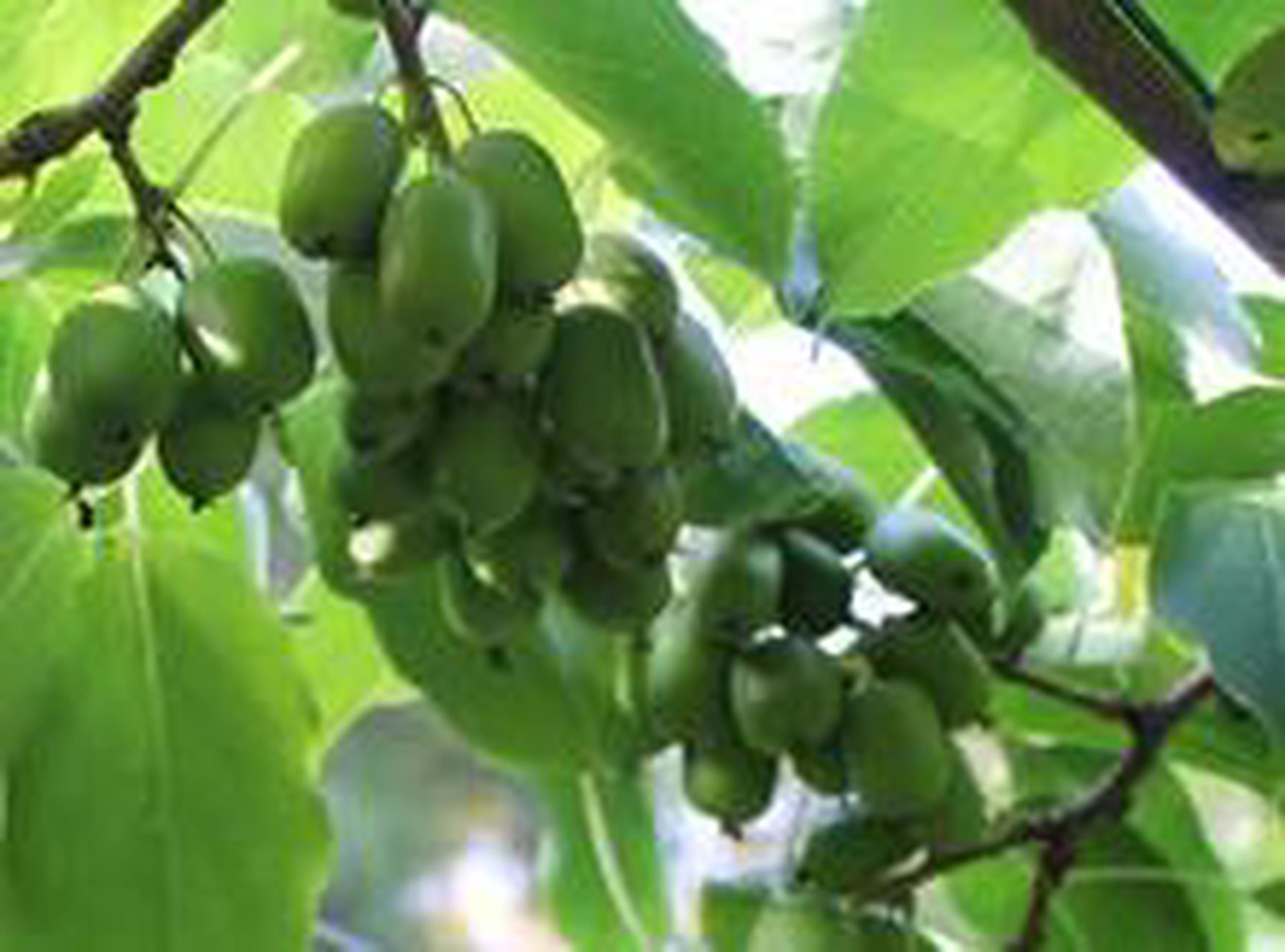 Image of the product