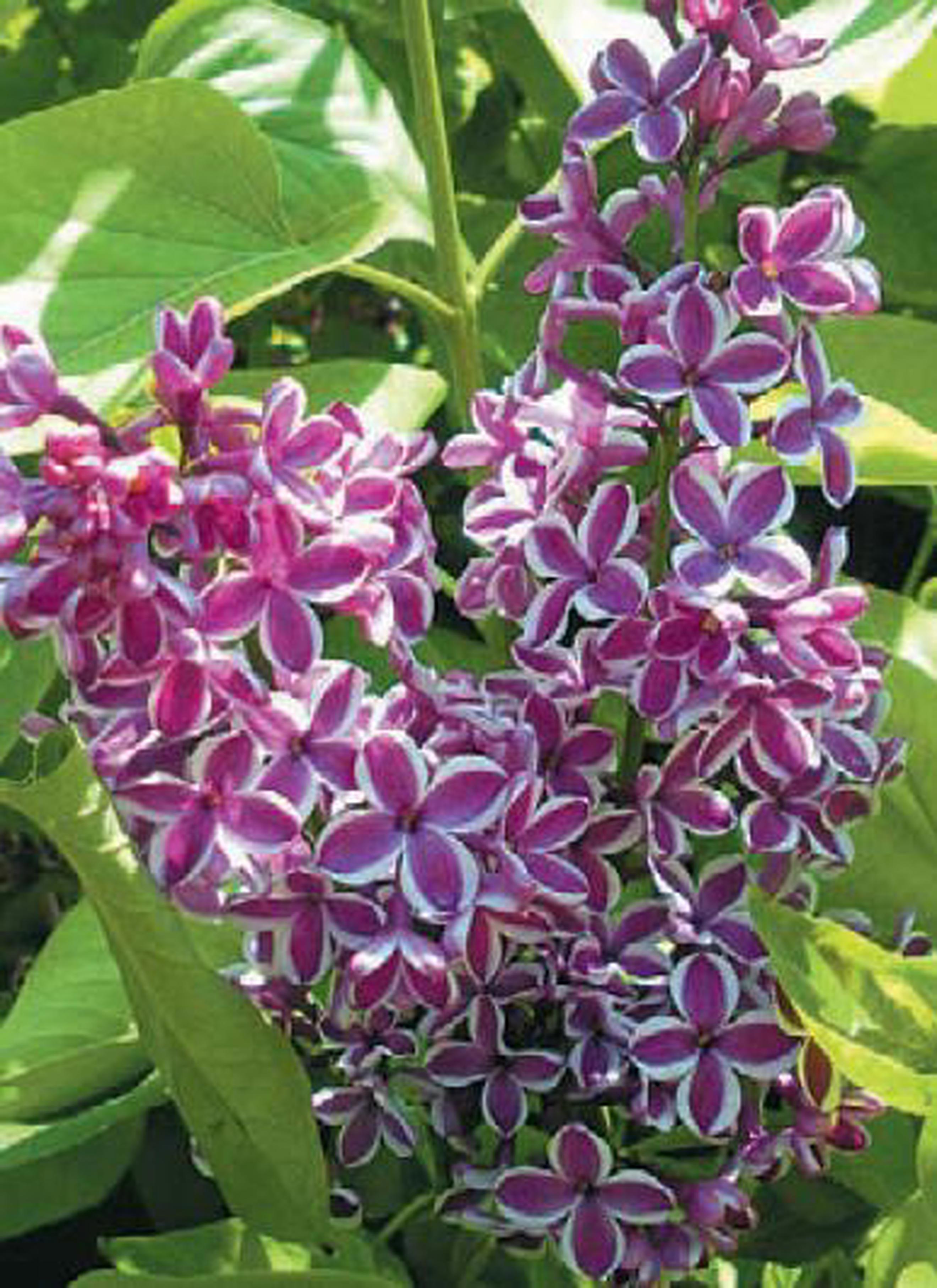 Image of the product