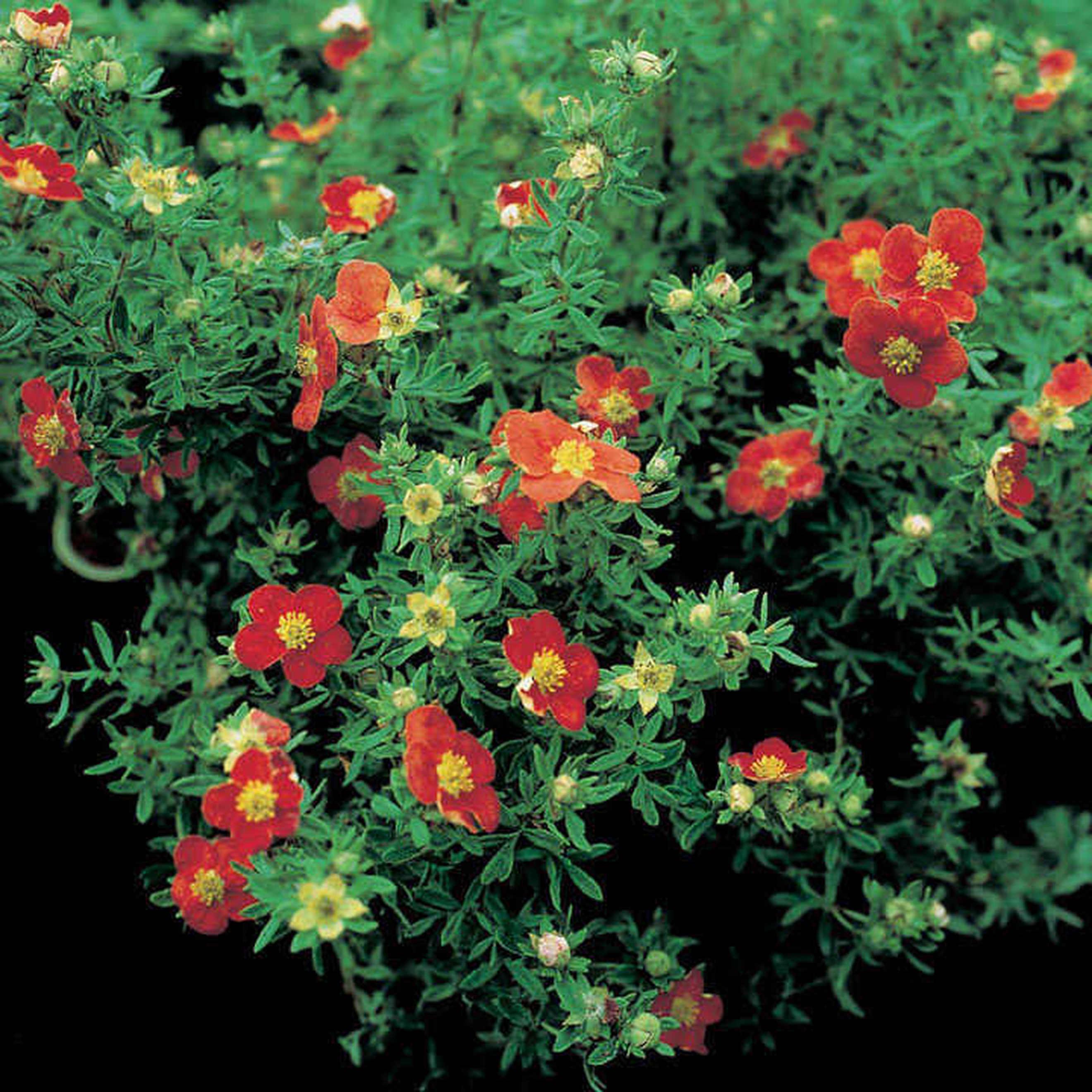 Image of the product