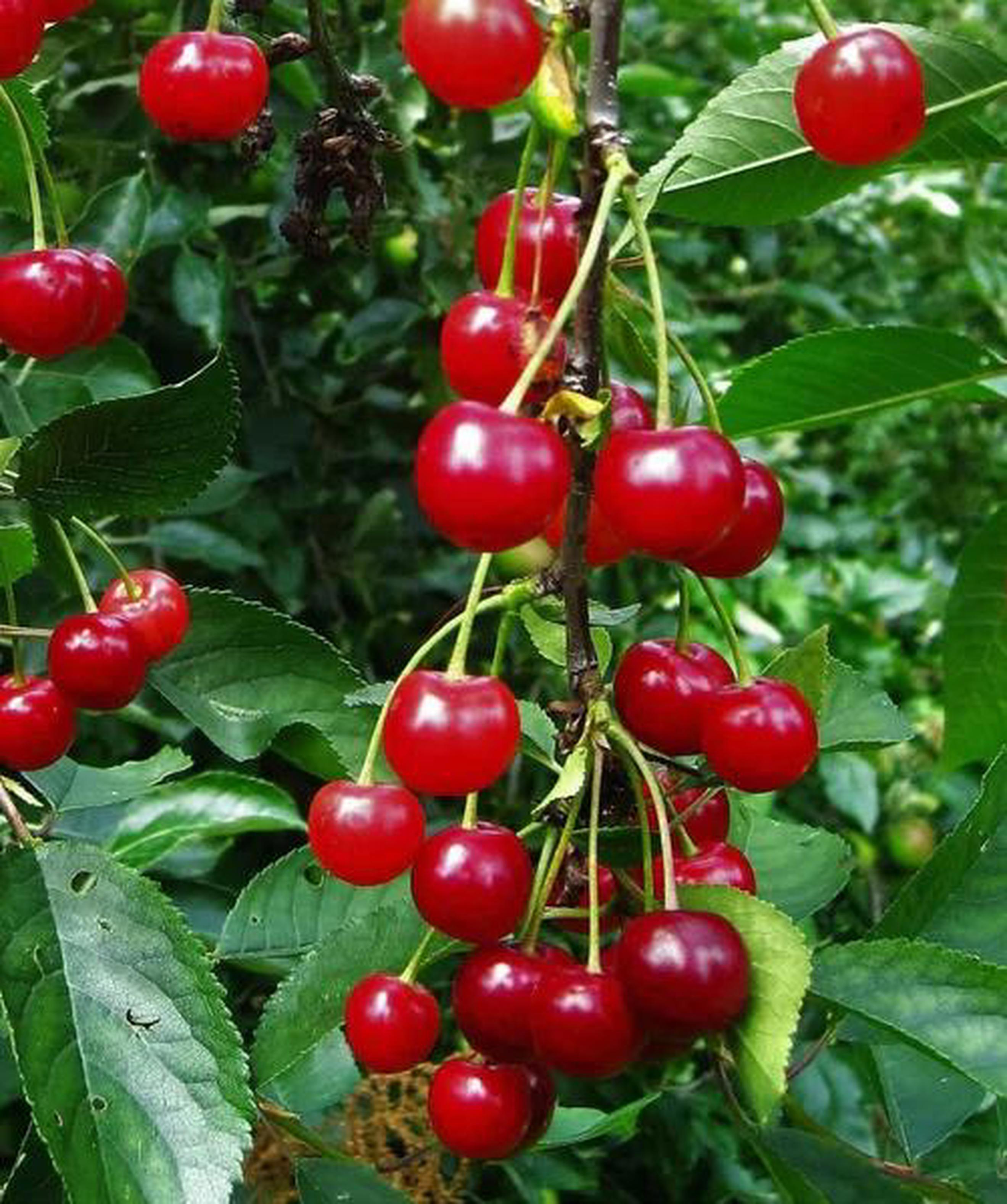 Image of the product