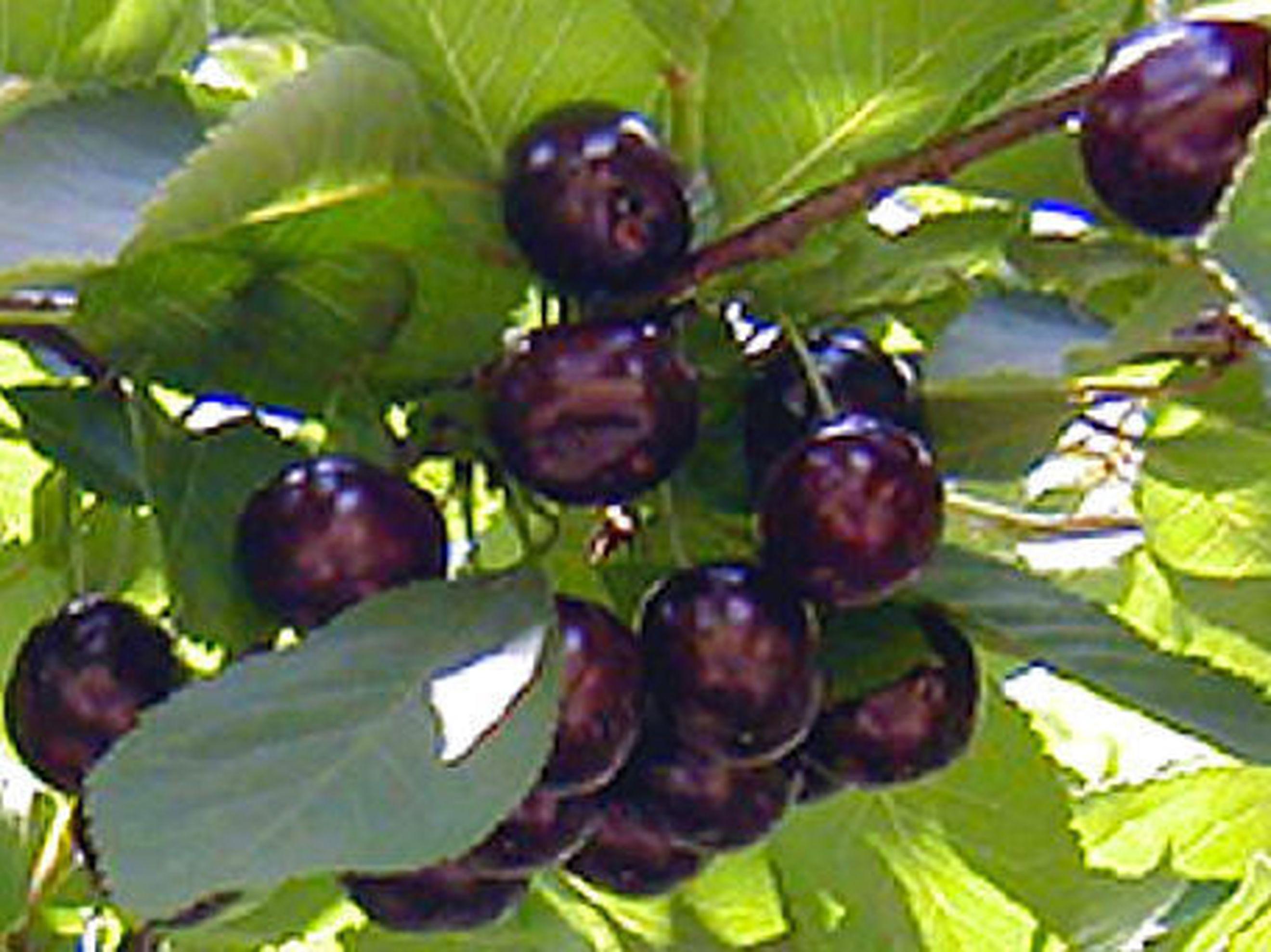 Image of the product