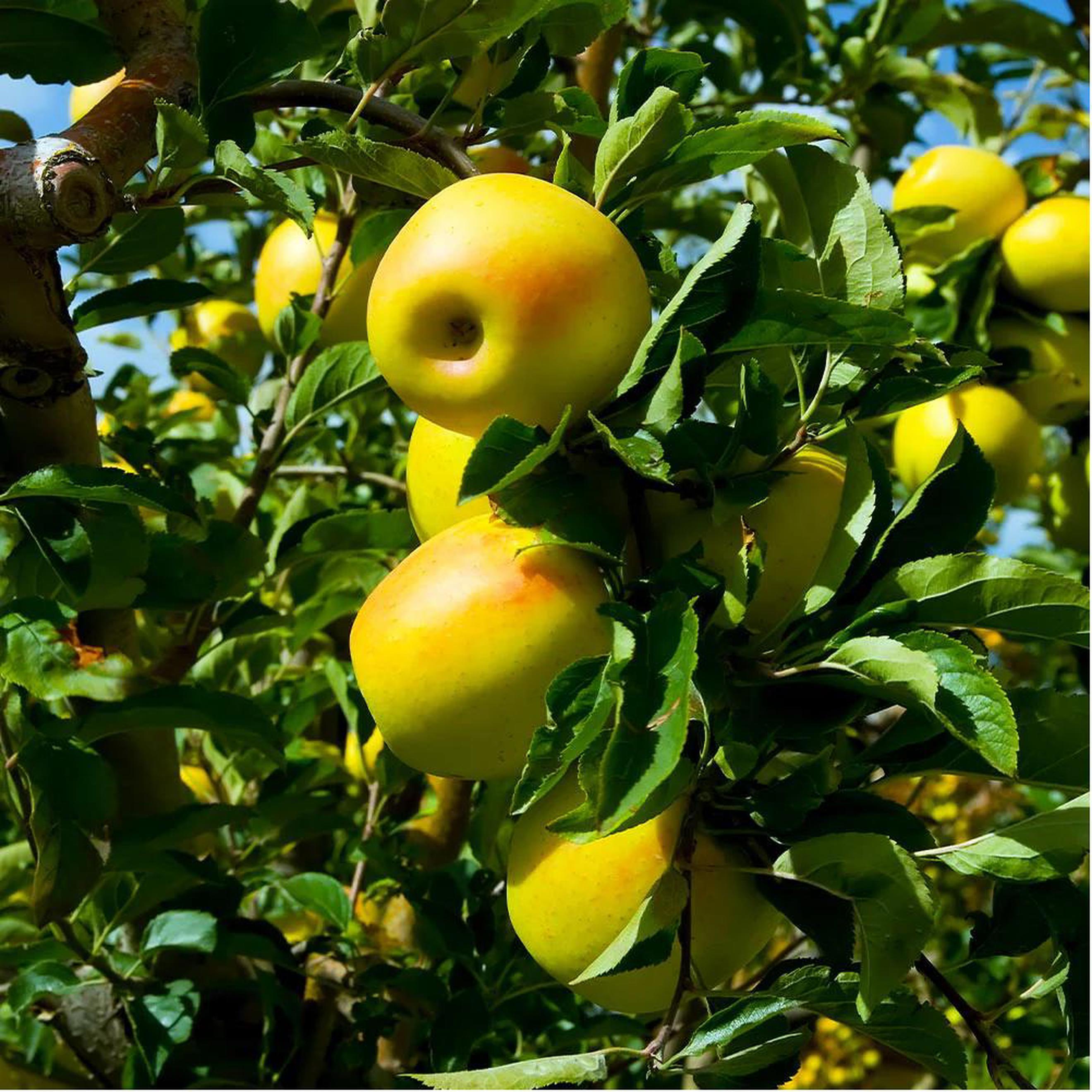 Image of the product