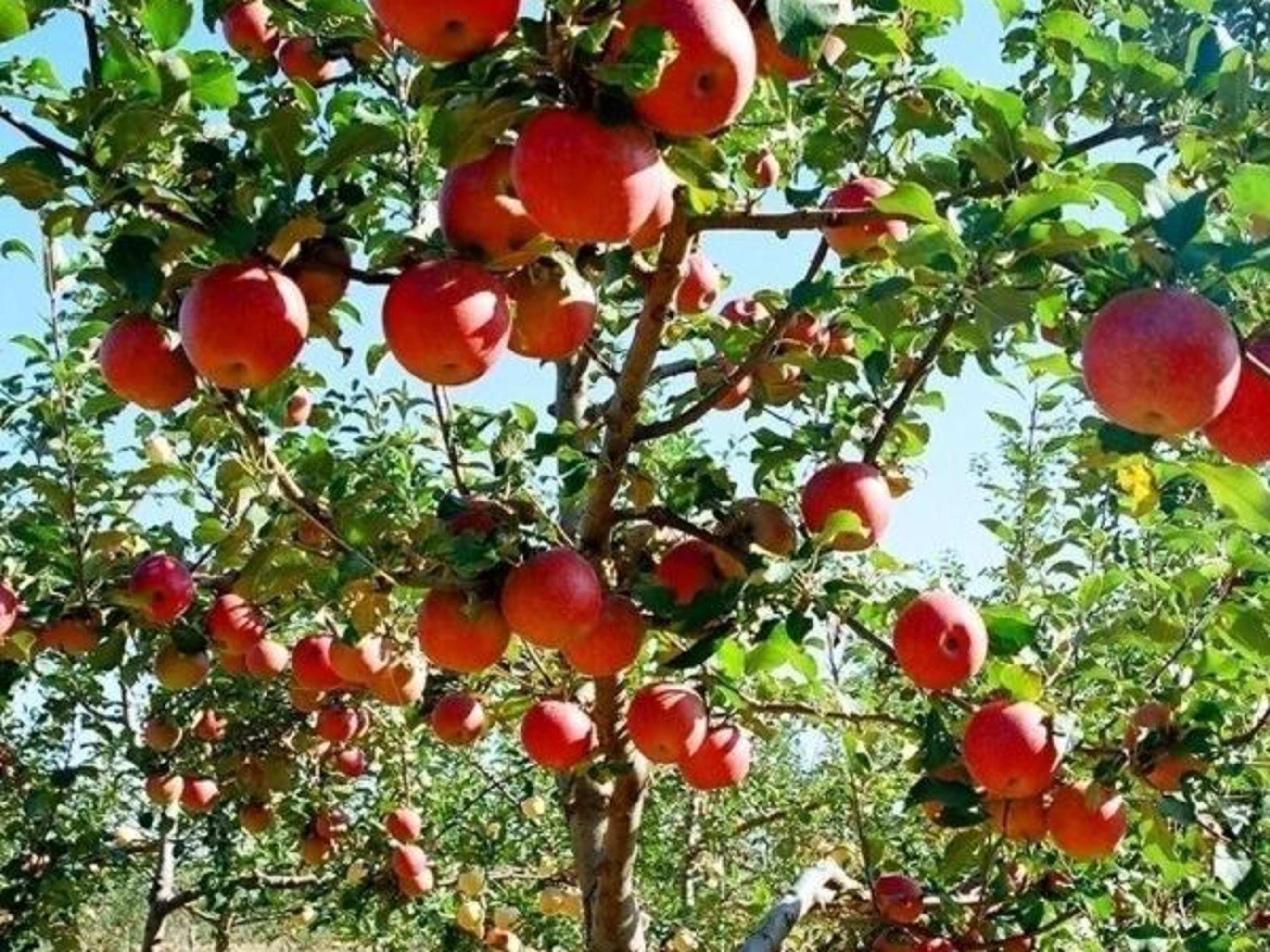 Image of the product