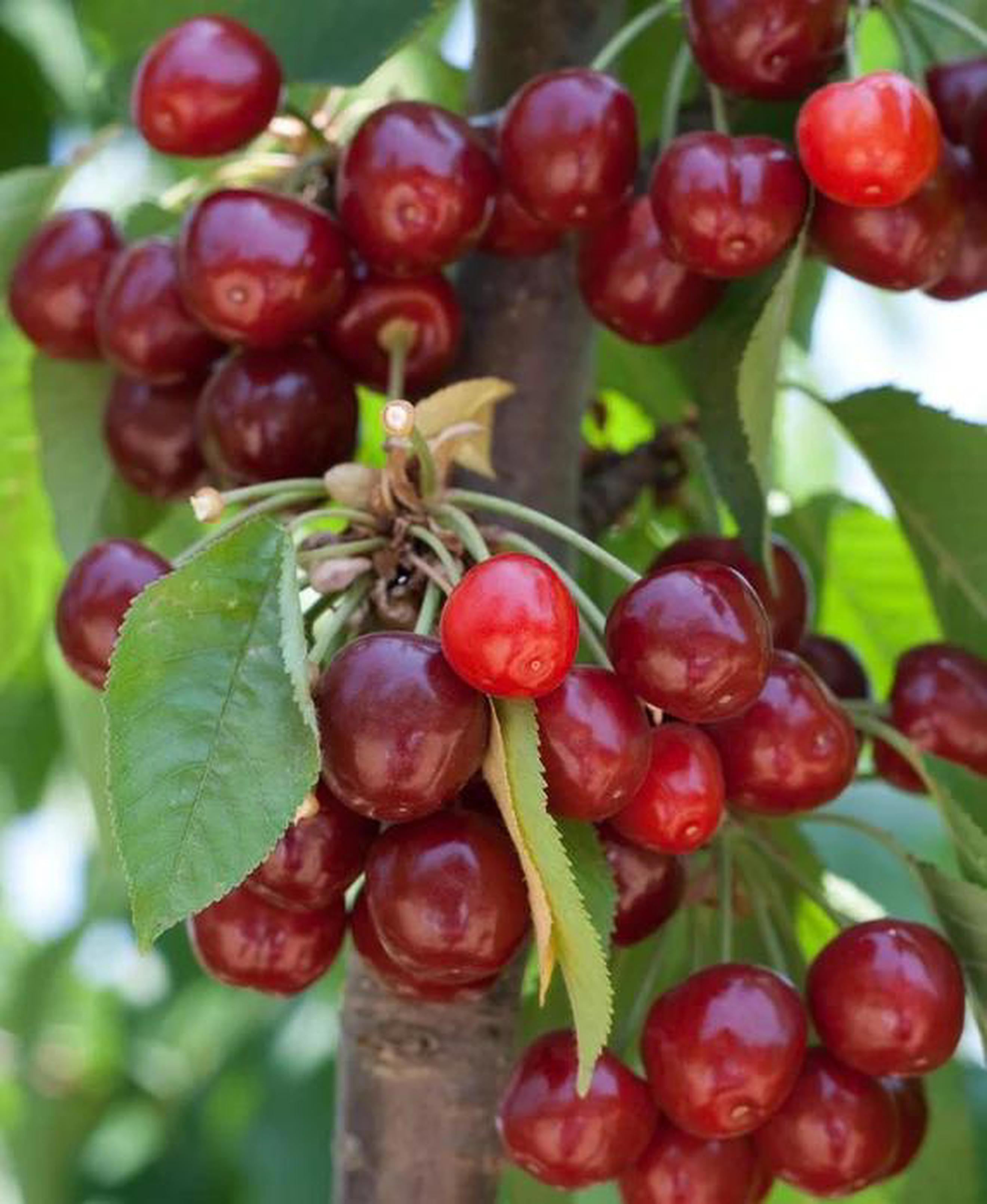 Image of the product