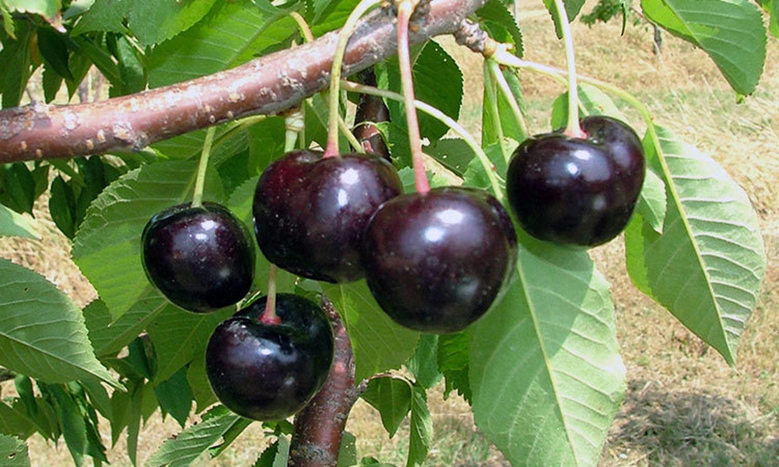 Image of the product