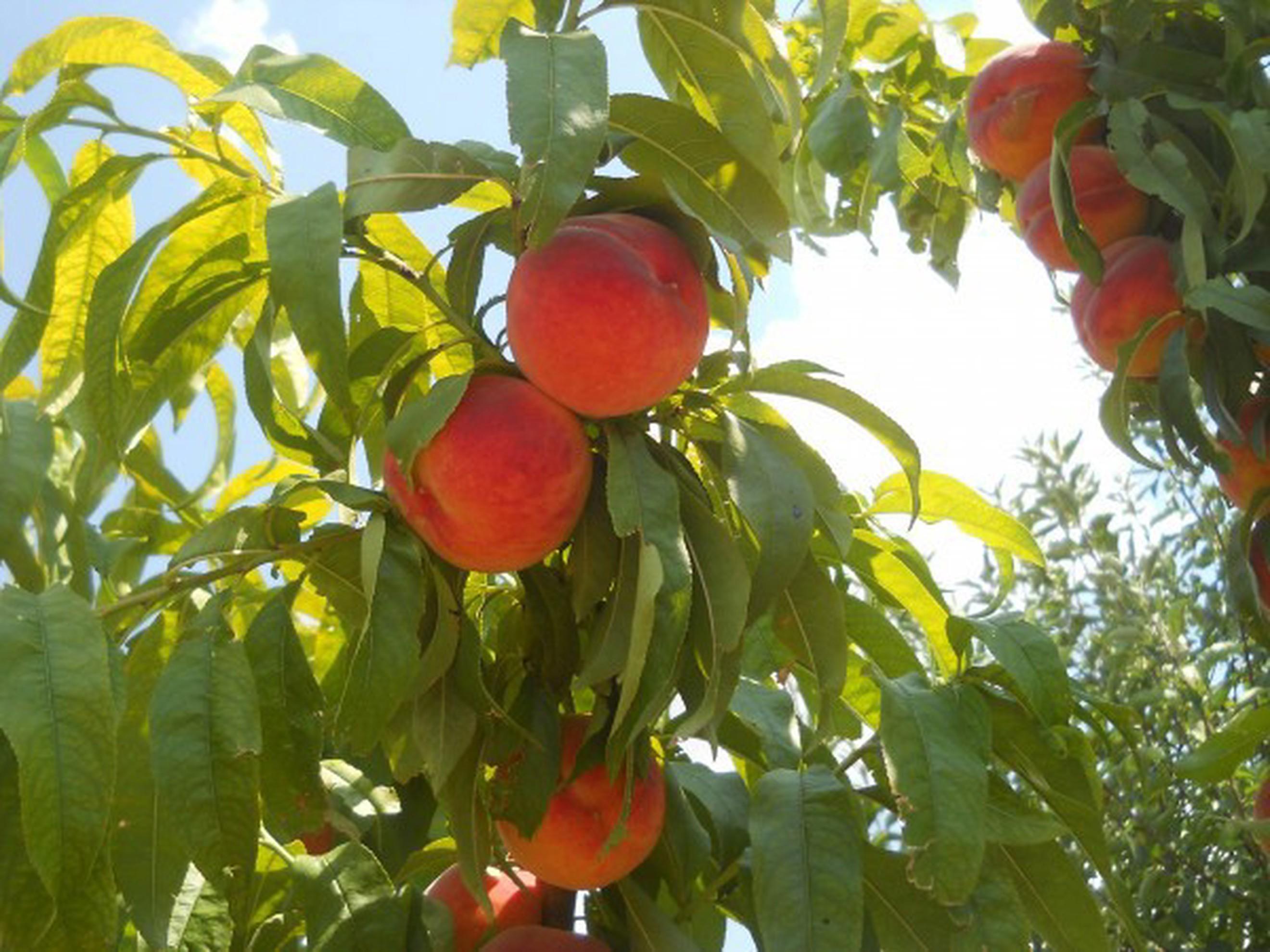 Image of the product